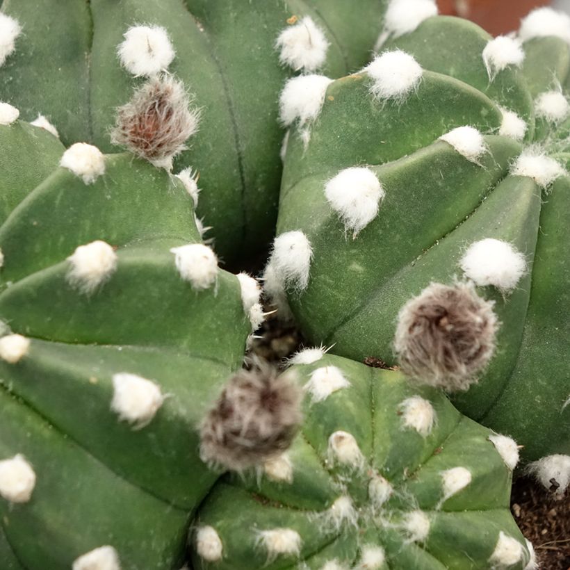 Echinopsis subdenudata - Seeigelkaktus (Laub)