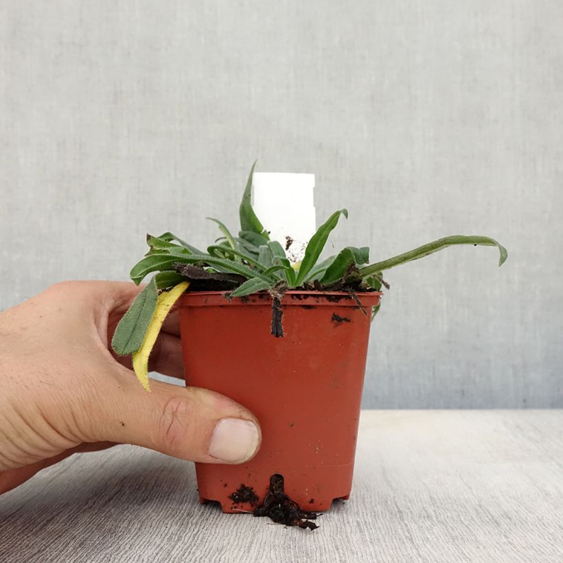 Exemplar von Echium russicum - Roter Natternkopf Kleine Töpfe von 8/9 cm wie im Herbst geliefert