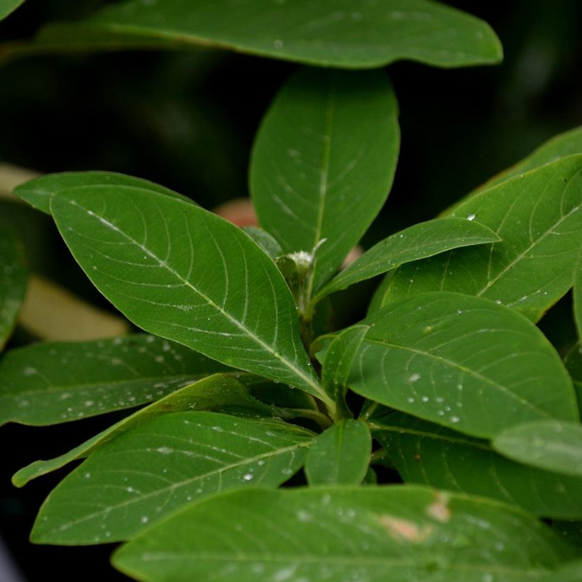 Edgeworthia chrysantha Red Dragon 'Akebono' - Edgeworthie (Foliage)