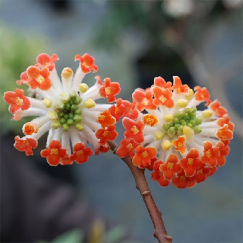 Edgeworthia chrysantha Red Dragon 'Akebono' - Edgeworthie (Flowering)
