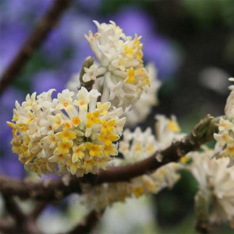 Edgeworthia chrysantha - Edgeworthie (Flowering)