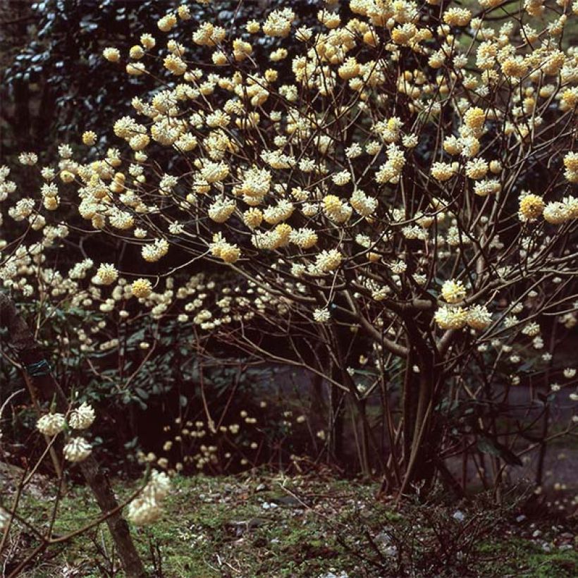 Edgeworthia chrysantha - Edgeworthie (Plant habit)