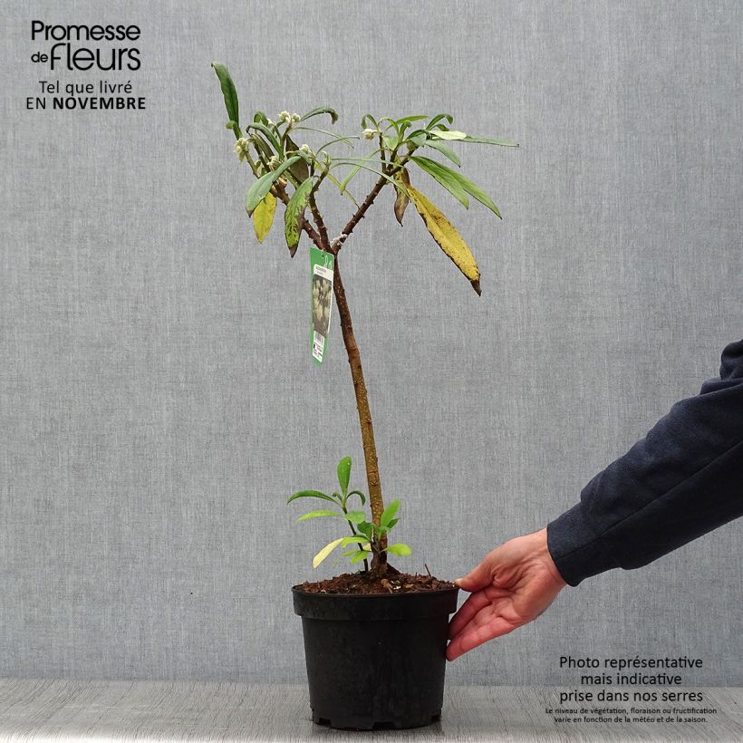 Exemplar von Edgeworthia chrysantha - Edgeworthie Topf mit 3L/4L wie im Herbst geliefert