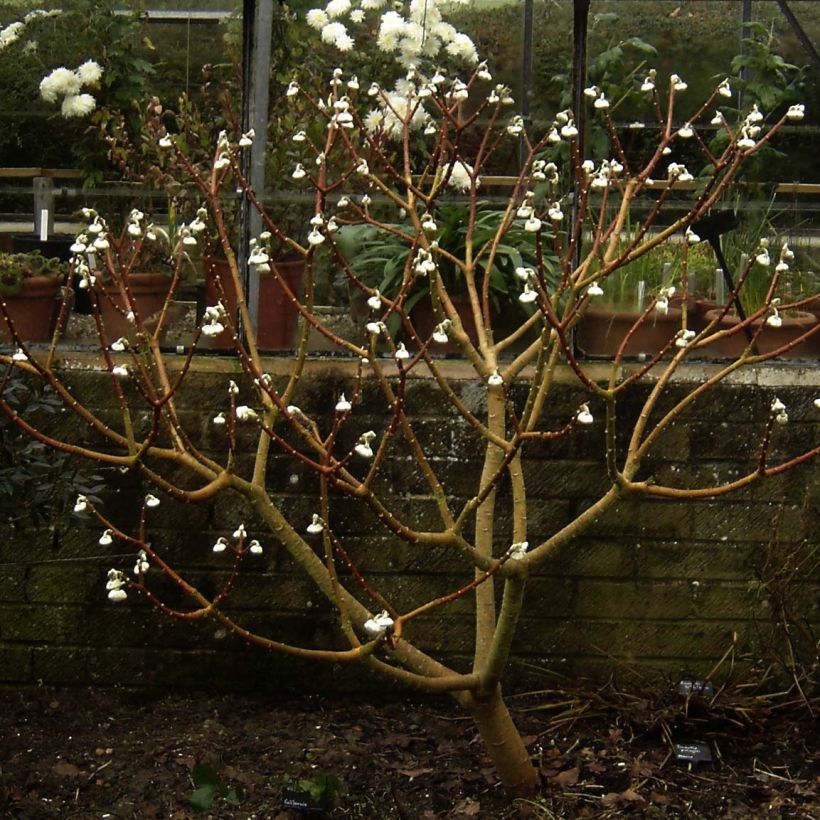 Edgeworthia chrysantha Grandiflora - Edgeworthie (Plant habit)