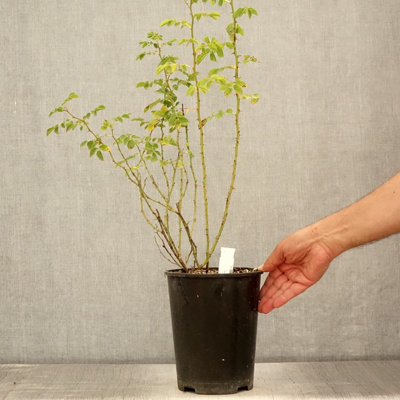 Exemplar von Rosa rubiginosa - Wein-Rose Topf mit 2L/3L wie im Sommer geliefert