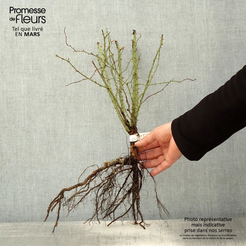 Exemplar von Rosa rubiginosa - Wein-Rose Wurzelnackt wie im Frühjahr geliefert