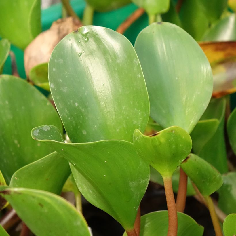 Eichhorna azurea - Azurblaue Eichhornie (Laub)