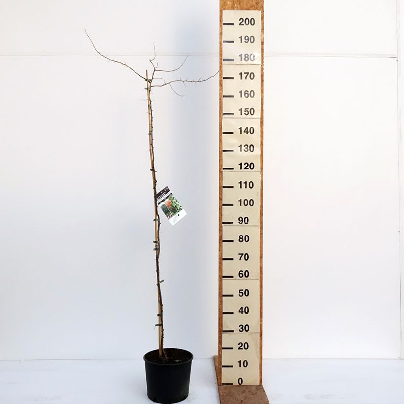 Exemplar von Schmalblättrige Ölweide - Elaeagnus angustifolia Topf mit 7,5L/10L wie im Winter geliefert