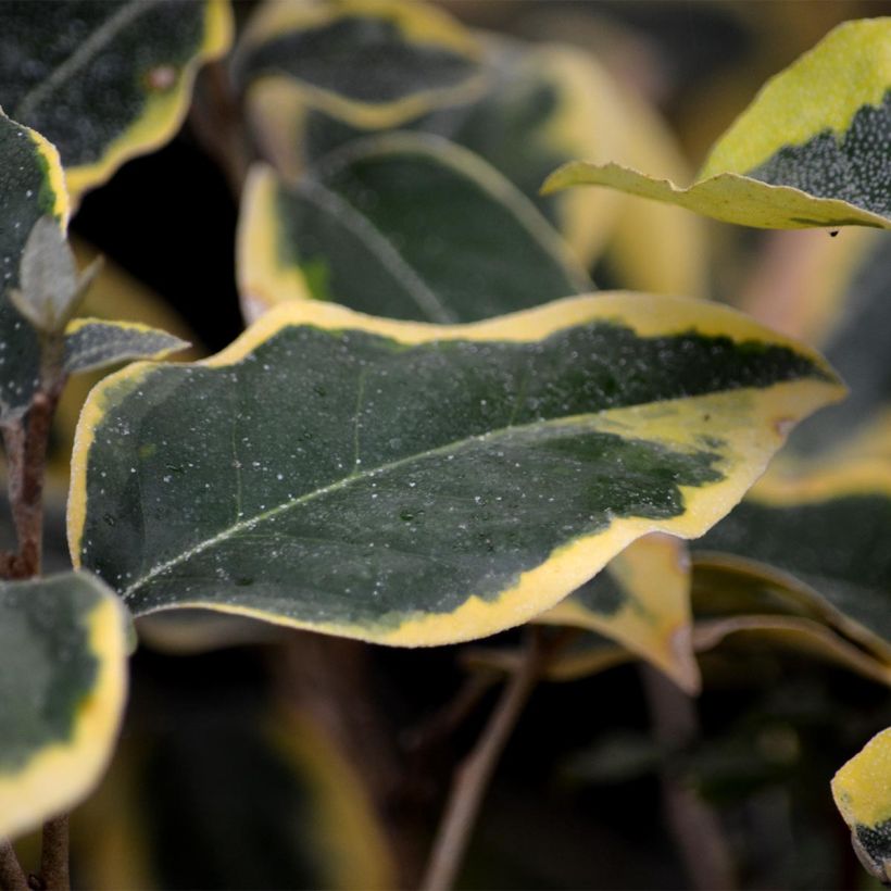 Wintergrüne Ölweide Gilt Edge - Elaeagnus ebbingei (Foliage)