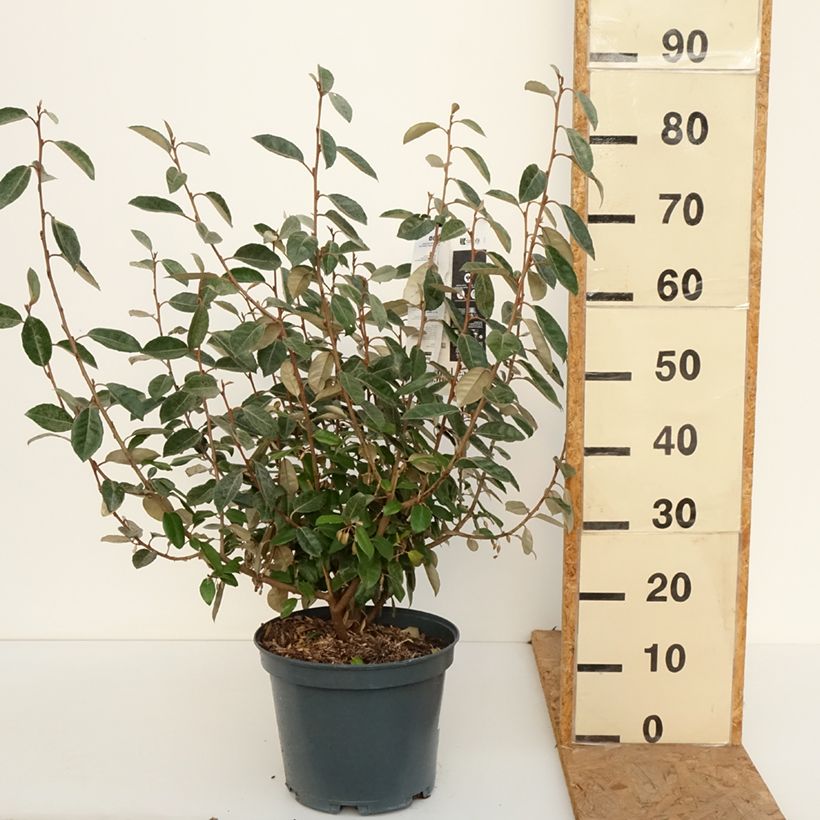 Exemplar von Wintergrüne Ölweide - Elaeagnus ebbingei Topf mit 7,5L/10L wie im Herbst geliefert