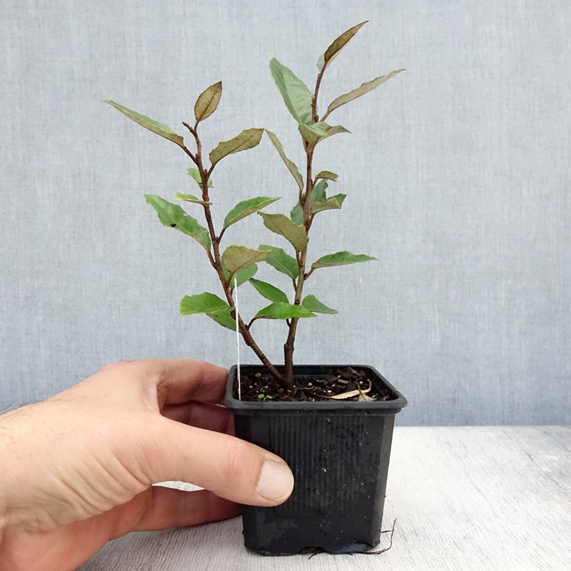Exemplar von Elaeagnus ebbingei - Chalef de Ebbing Godet de 8/9 cm wie im Herbst geliefert