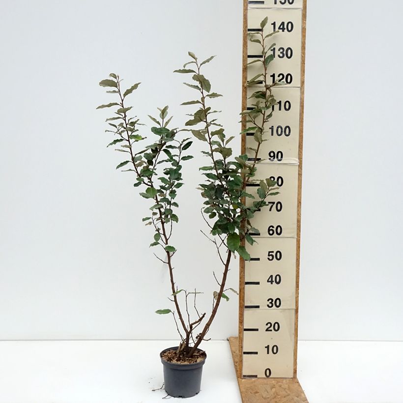 Exemplar von Wintergrüne Ölweide Compacta - Elaeagnus ebbingei Topf mit 2L/3L wie im Herbst geliefert
