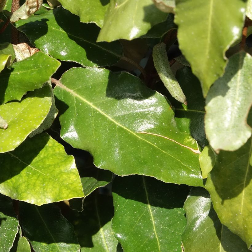 Wintergrüne Ölweide Crispy - Elaeagnus ebbingei  (Laub)