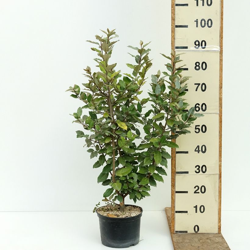 Exemplar von Wintergrüne Ölweide Crispy - Elaeagnus ebbingei  Topf mit 4L/5L wie im Sommer geliefert