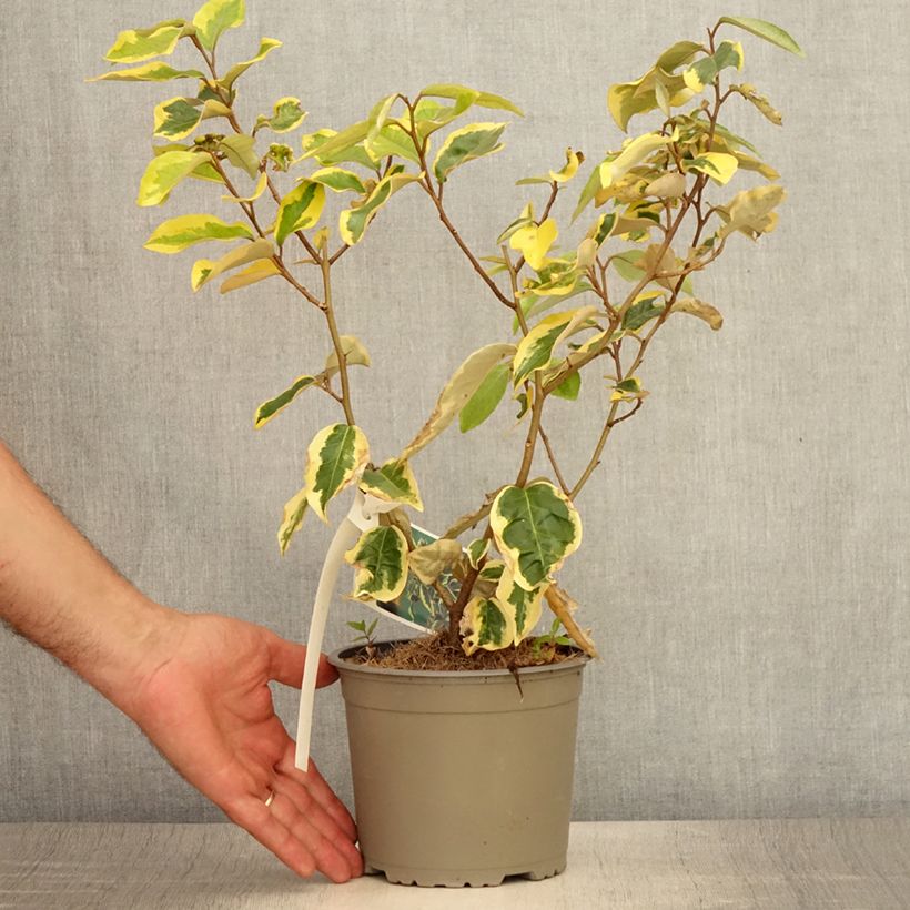 Exemplar von Wintergrüne Ölweide Gilt Edge - Elaeagnus ebbingei Topf mit 2L/3L wie im Sommer geliefert