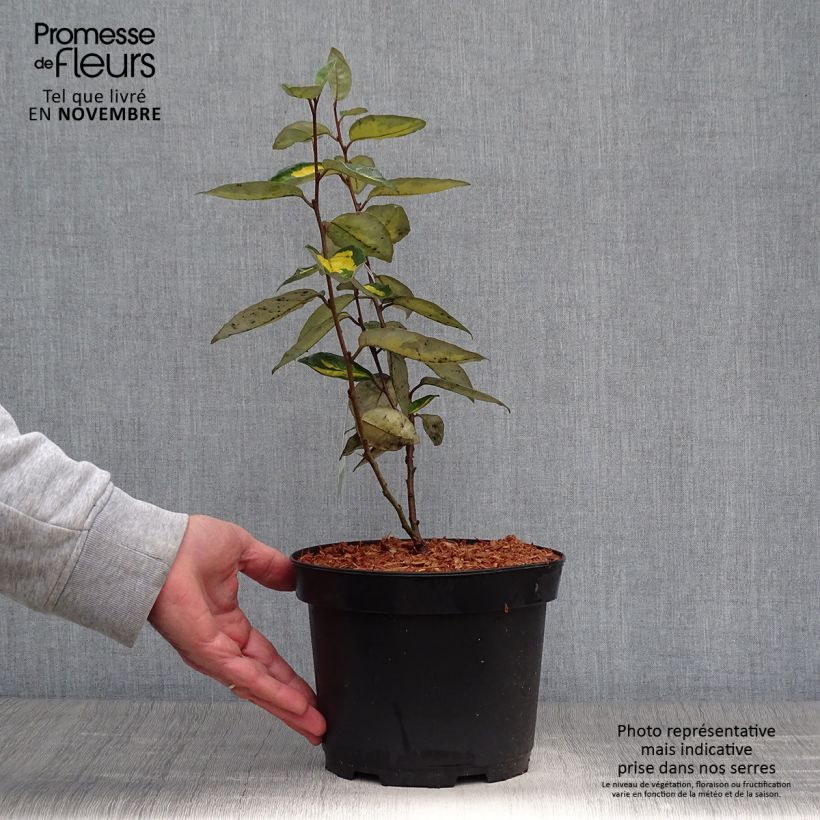 Exemplar von Elaeagnus ebbingei Limelight - Chalef de Ebbing Pot de 2L/3L wie im Herbst geliefert