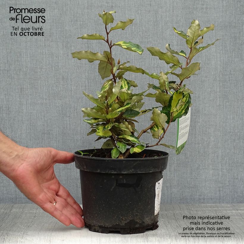 Exemplar von Wintergrüne Ölweide Maryline - Elaeagnus ebbingei Topf mit 2L/3L wie im Herbst geliefert