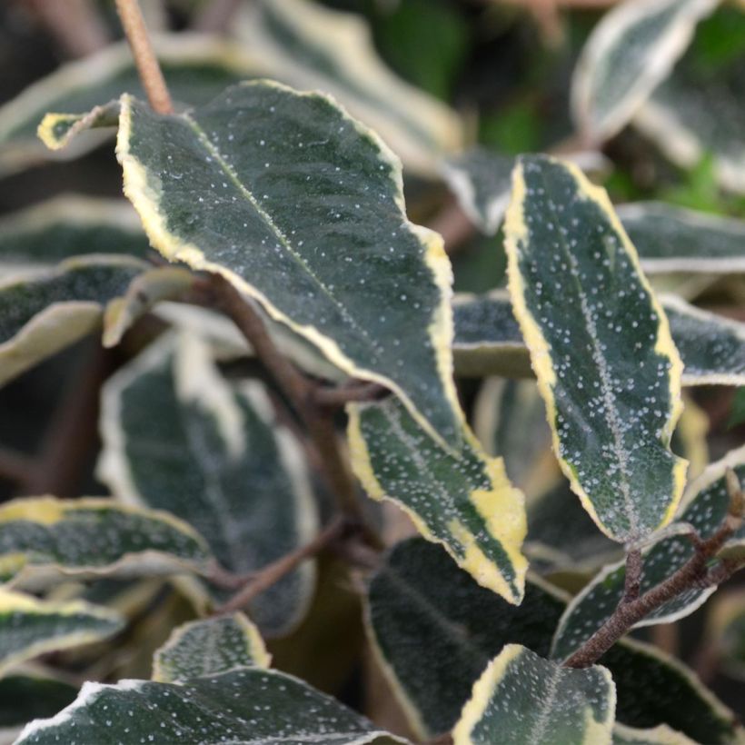 Stechende Ölweide Hosuba Fukurin - Elaeagnus pungens (Foliage)