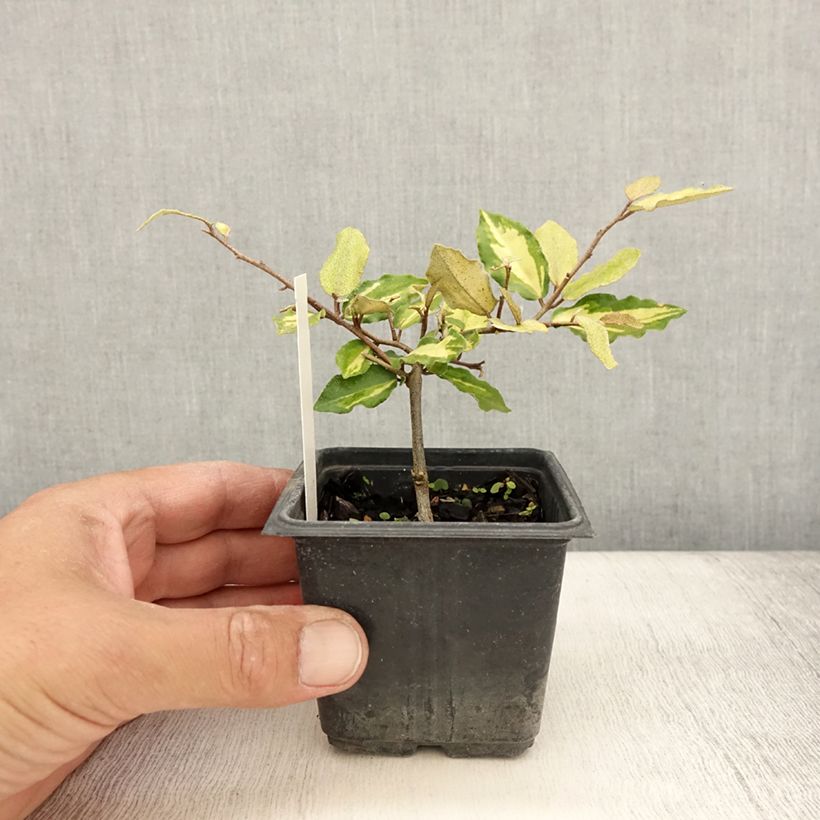 Exemplar von Stechende Ölweide Maculata - Elaeagnus pungens Kleine Töpfe von 8/9 cm wie im Sommer geliefert