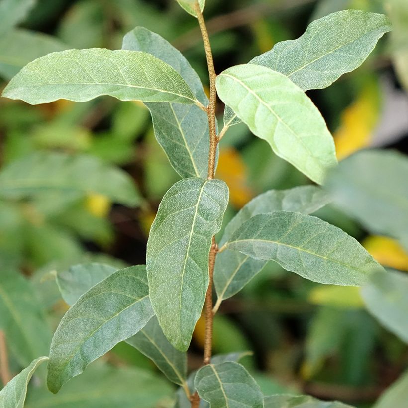 Korallen-Ölweide Pointilla Amoroso - Elaeagnus umbellata (Foliage)