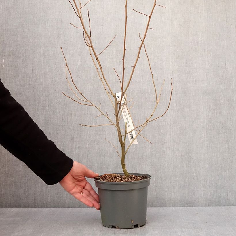 Exemplar von Elaeagnus umbellata - Chalef d'automne Pot de 3L/4L wie im Winter geliefert