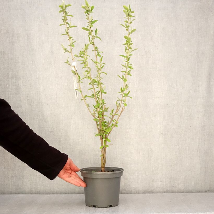 Example of Korallen-Ölweide - Elaeagnus umbellata Topf mit 3L/4L as you get in printemps