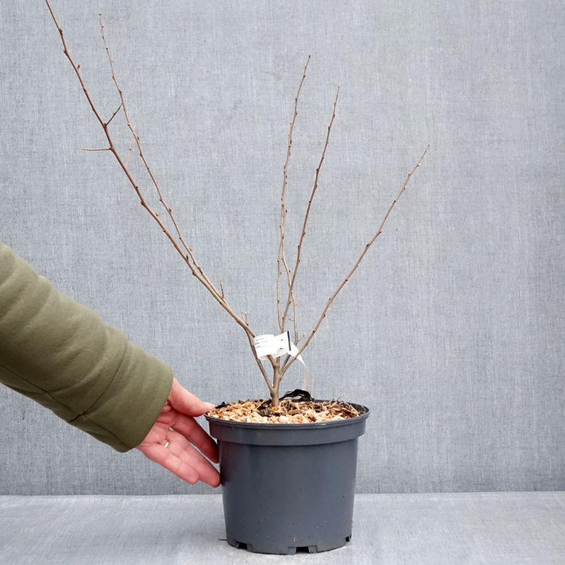 Example of Korallen-Ölweide Fortunella - Elaeagnus umbellata Topf mit 2L/3L as you get in hiver