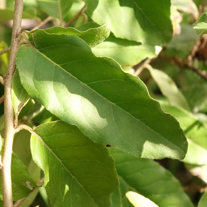 Korallen-Ölweide Fortunella - Elaeagnus umbellata (Foliage)