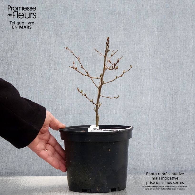 Exemplar von Korallen-Ölweide Pointilla Sweet'N'Sour' - Elaeagnus umbellata Topf mit 2L/3L wie im Frühjahr geliefert