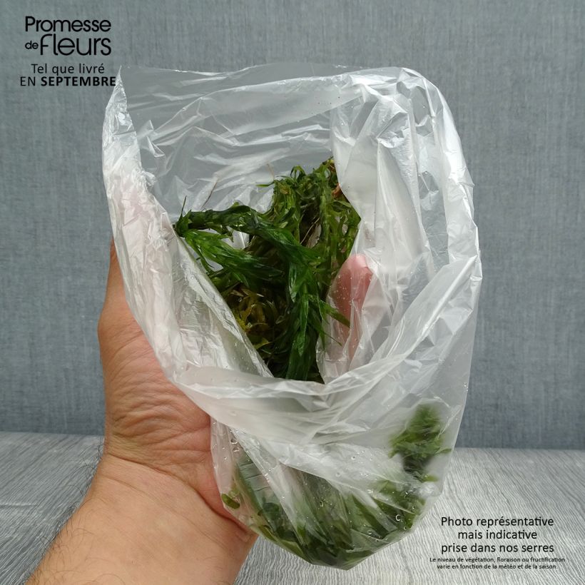 Exemplar von Elodea canadensis - Kanadische Wasserpest Wurzelnackt wie im Herbst geliefert