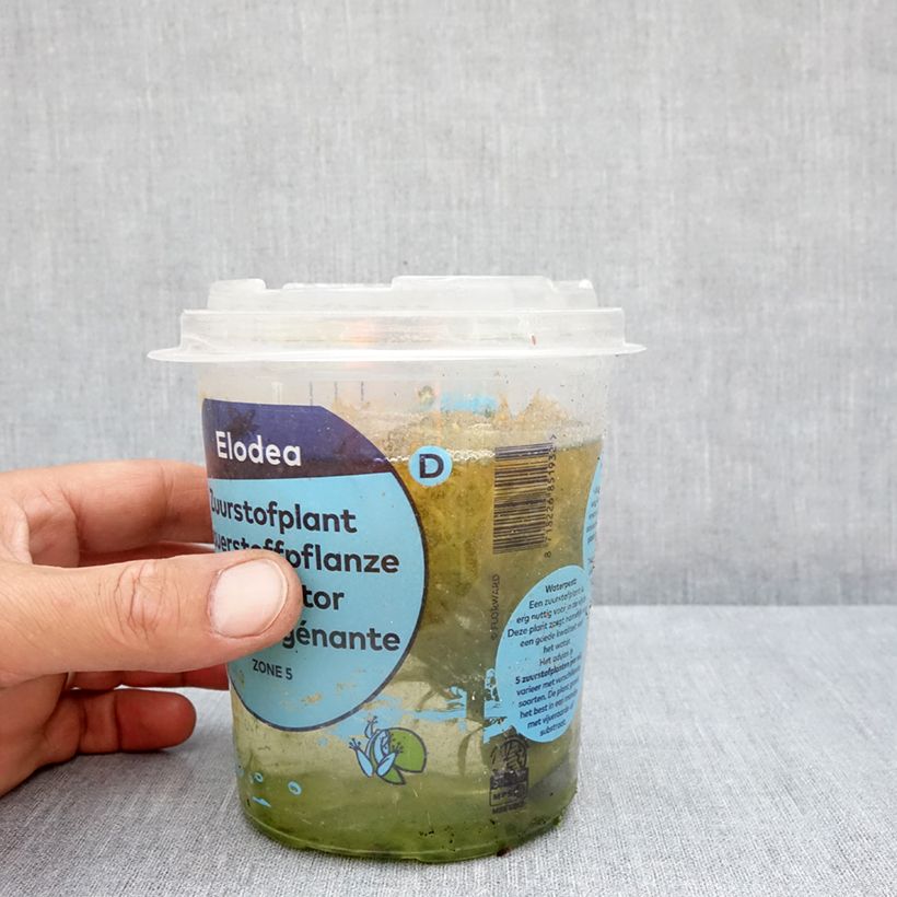 Exemplar von Egeria densa - Ernsts Wasserpest Box wie im Sommer geliefert