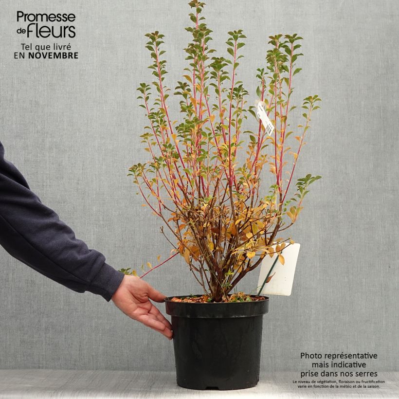 Exemplar von Enkianthus campanulatus - Prachtglocke Topf mit 6L/7L wie im Herbst geliefert