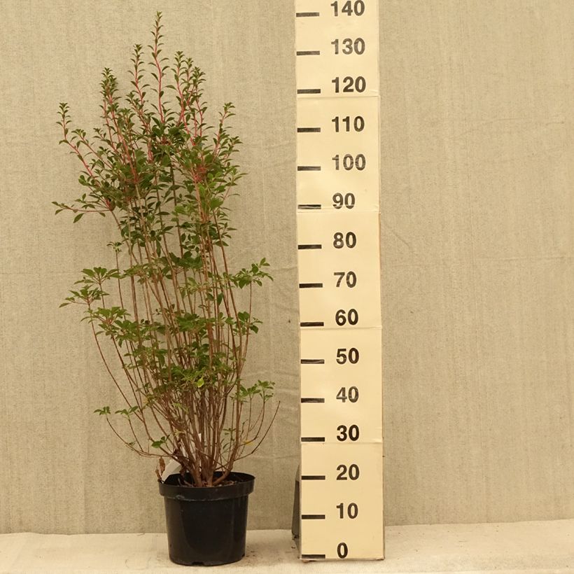 Exemplar von Enkianthus campanulatus - Prachtglocke Topf mit 6L/7L wie im Sommer geliefert