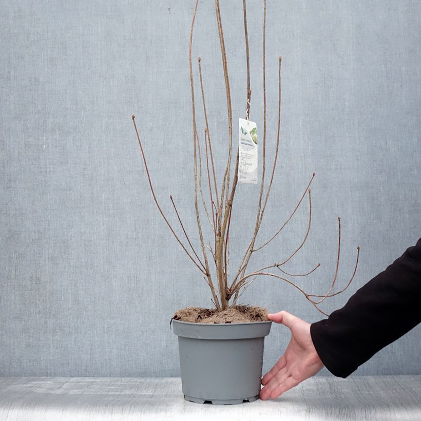 Exemplar von Enkianthus campanulatus Prettycoat - Andromède campanulée  Pot de 2L/3L wie im Winter geliefert