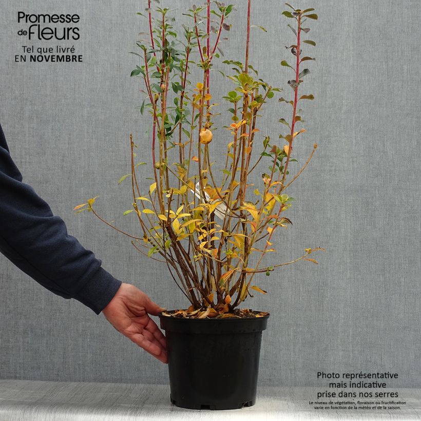 Exemplar von Enkianthus campanulatus Red Bells - Prachtglocke Topf mit 2L/3L wie im Herbst geliefert