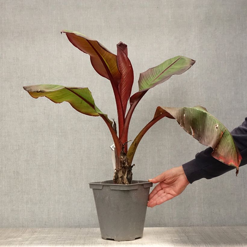 Exemplar von Ensete ventricosum Maurelii - Abessinische Banane Topf mit 4L/5L wie im Sommer geliefert