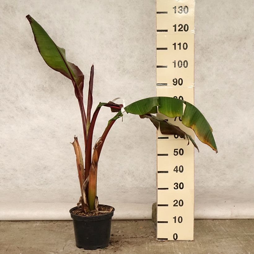 Exemplar von Ensete ventricosum Maurelii - Abessinische Banane Topf mit 7,5L/10L wie im Sommer geliefert