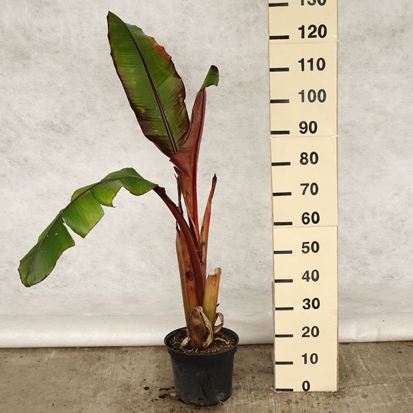 Example of Ensete ventricosum Maurelii - Abessinische Banane Topf mit 7,5L/10L as you get in printemps