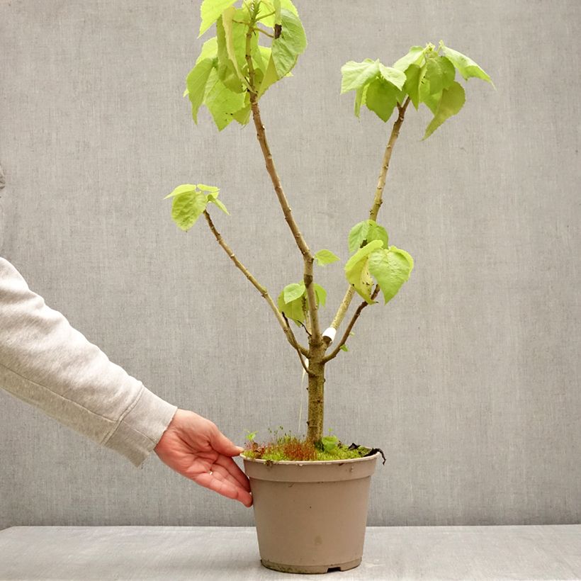 Exemplar von Entelea arborescens - Whau Topf mit 4L/5L wie im Frühjahr geliefert