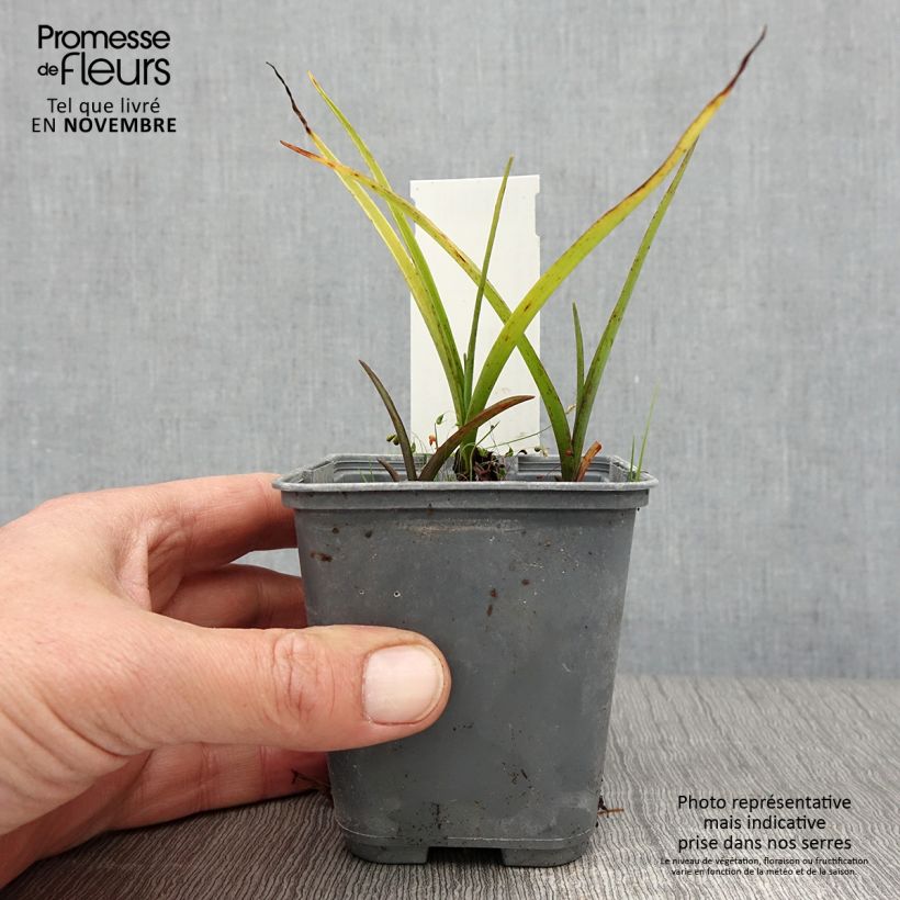 Exemplar von Tradescantia andersoniana Blue and Gold - Dreimasterblume Kleine Töpfe von 8/9 cm wie im Herbst geliefert