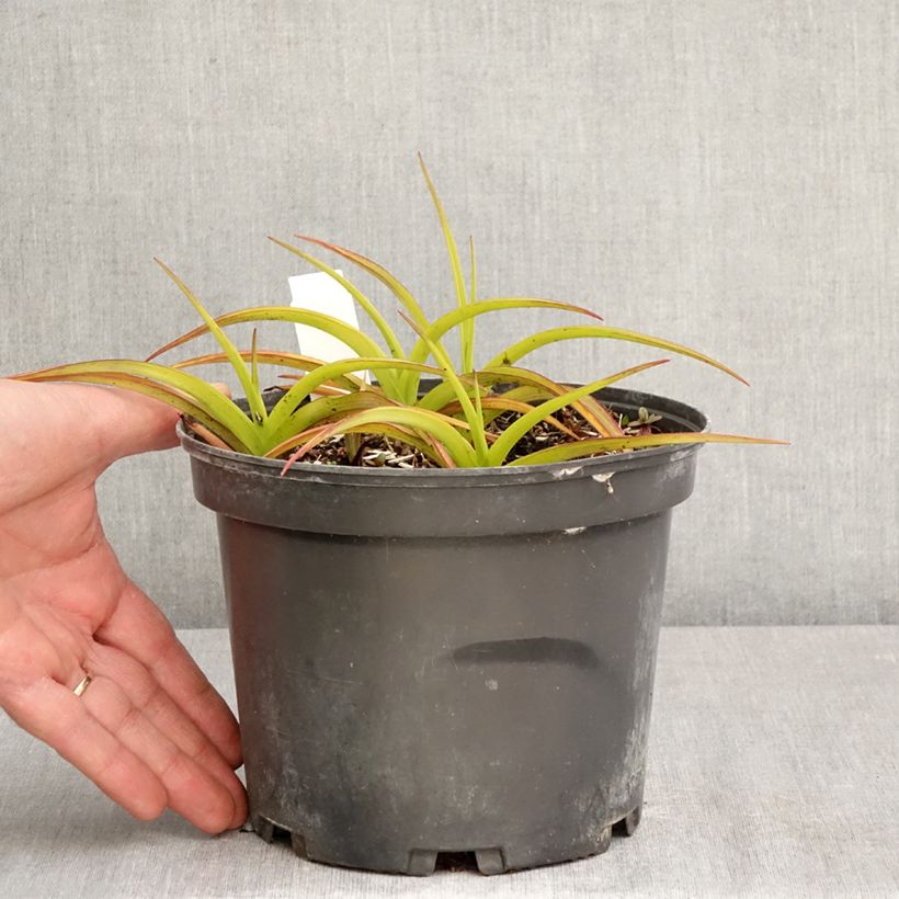Exemplar von Tradescantia andersoniana Blue and Gold - Dreimasterblume Topf mit 2L/3L wie im Frühjahr geliefert