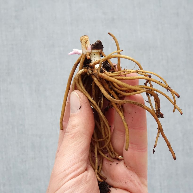 Example of Tradescantia andersoniana Osprey - Dreimasterblume Wurzelnackt as you get in hiver