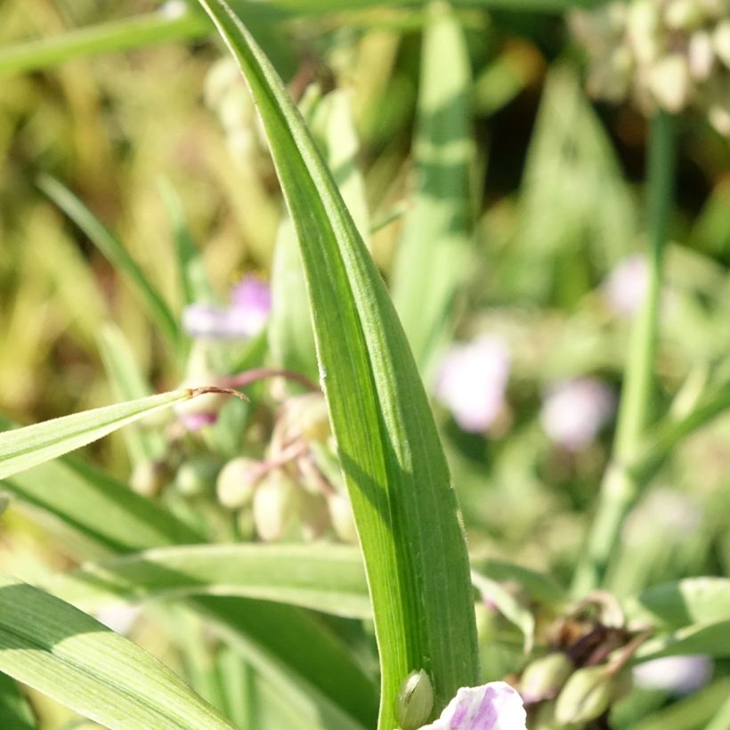 Tradescantia andersoniana Pink Chablis - Dreimasterblume (Foliage)