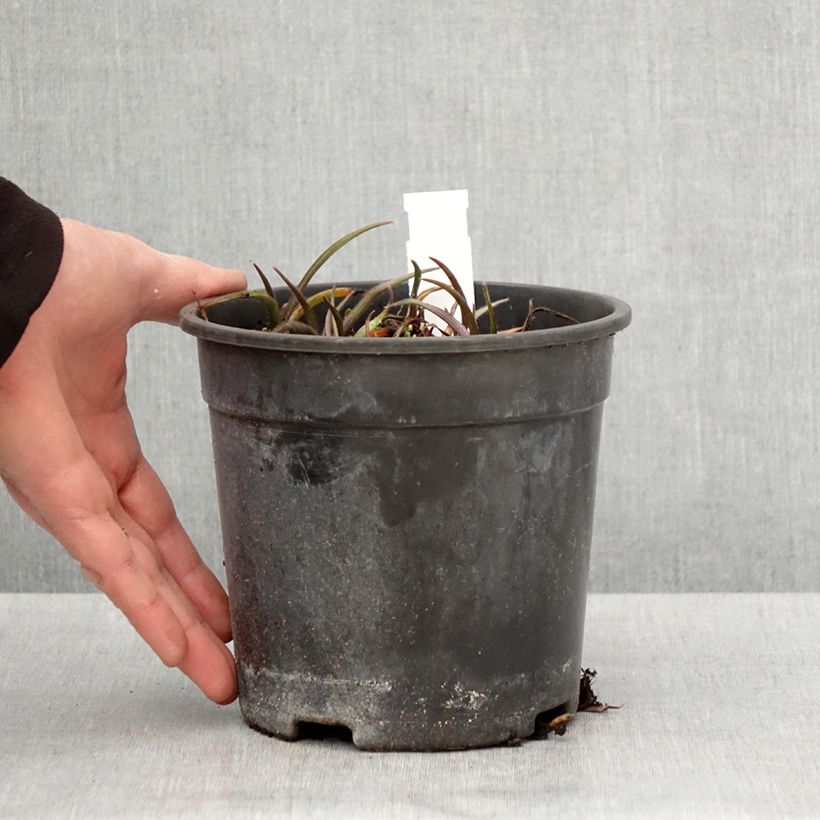 Example of Tradescantia andersoniana Pink Chablis - Dreimasterblume Topf mit 2L/3L as you get in printemps