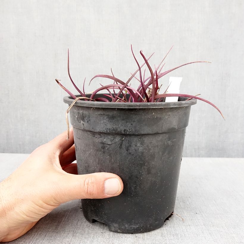 Exemplar von Tradescantia andersoniana Red Grape - Dreimasterblume Topf mit 2L/3L wie im Frühjahr geliefert