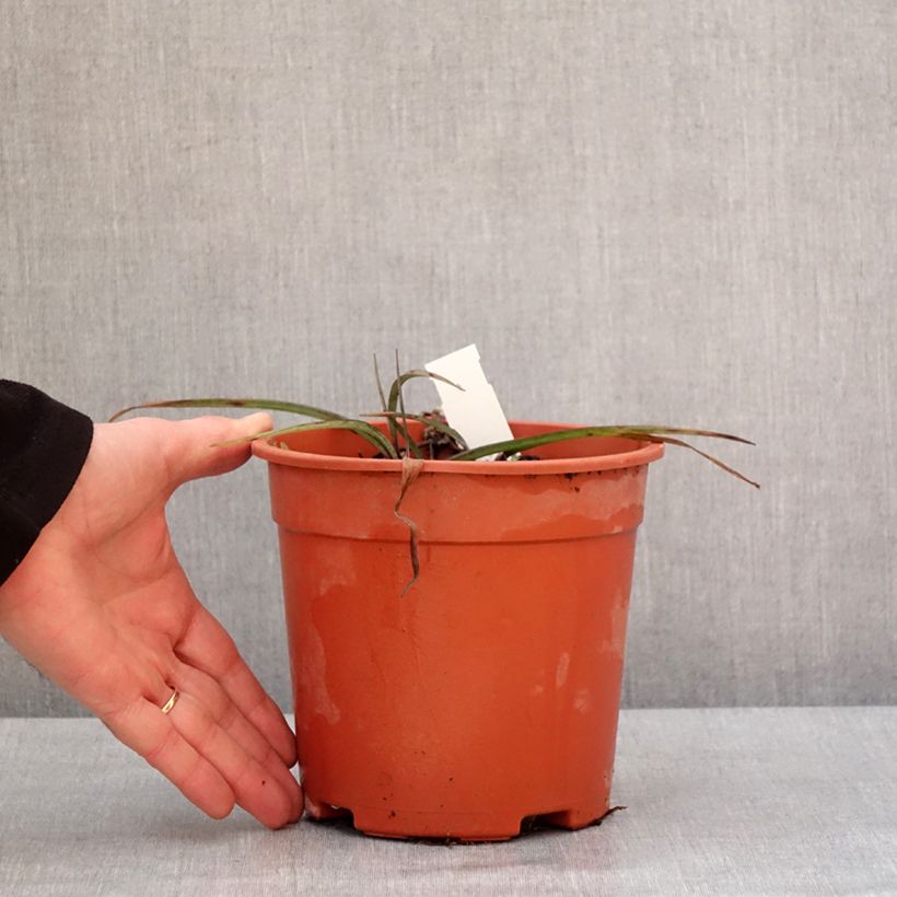 Exemplar von Ephémère de Virginie - Tradescantia andersonina Concord Grape Pot de 2L/3L wie im Winter geliefert