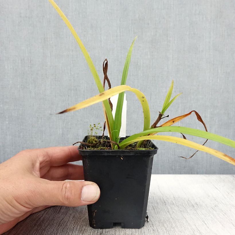 Exemplar von Tradescantia andersoniana Innocence - Dreimasterblume Kleine Töpfe von 8/9 cm wie im Herbst geliefert