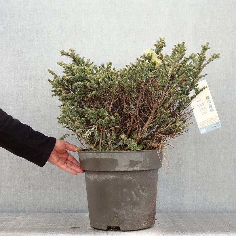 Exemplar von Picea pungens Blue Mountain Stück wie im Frühjahr geliefert