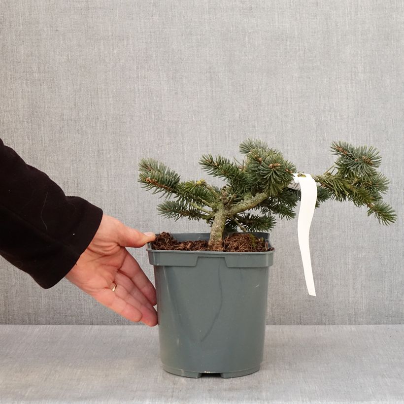 Exemplar von Picea pungens Glauca Globosa Topf mit 2L/3L wie im Winter geliefert