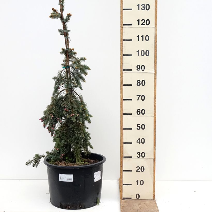 Exemplar von Picea pungens Glauca Pendula Topf mit 30L/35L wie im Frühjahr geliefert